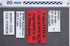 Etiketten zu Cardiophorus negevensis (Platia, 2010) (NHMW-ZOO-COL-0008526)